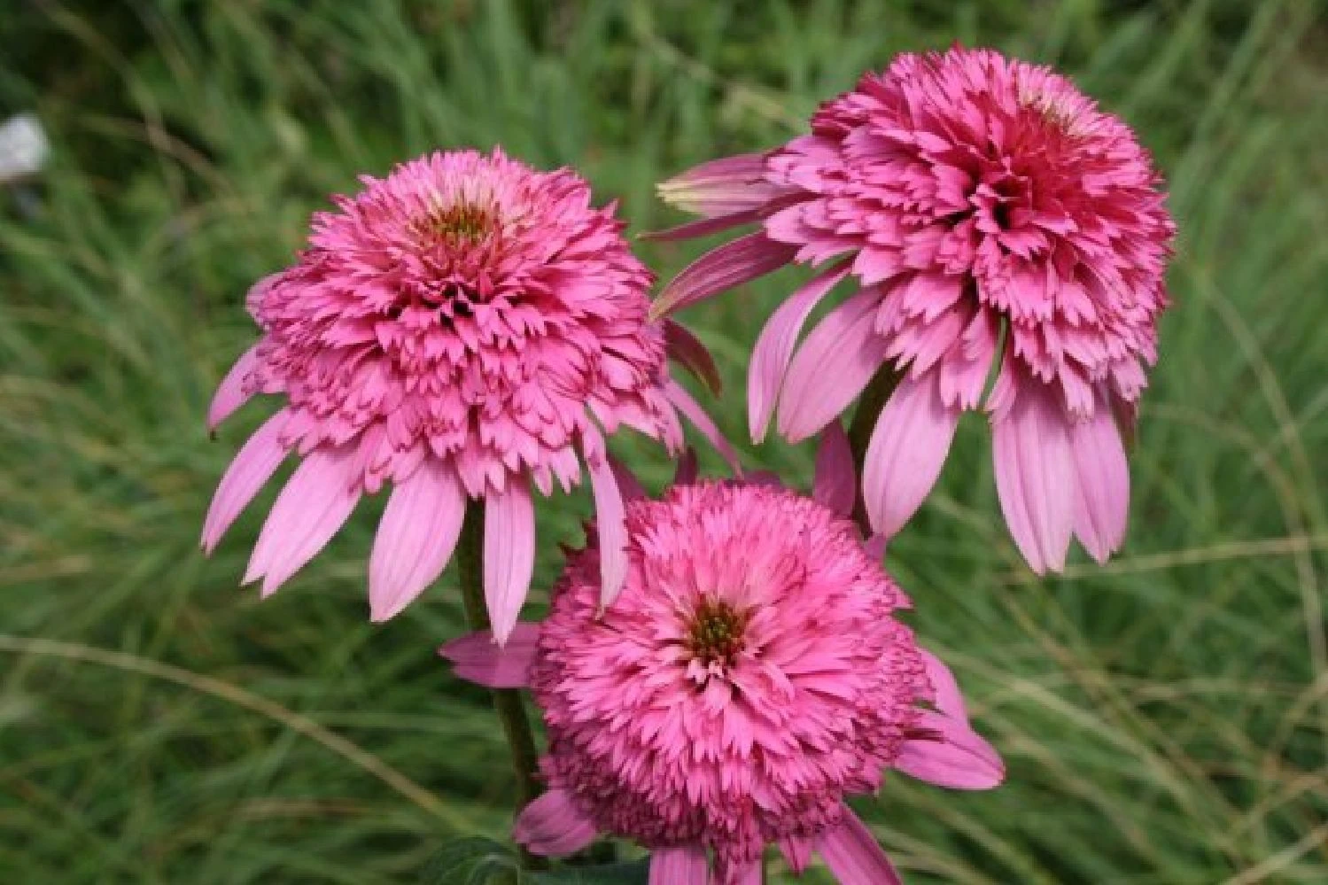 Pastellbeet (Ein Beet Zum Hineinkuscheln) 15 Pastellbeet (Ein Beet Zum Hineinkuscheln) – Bild 13