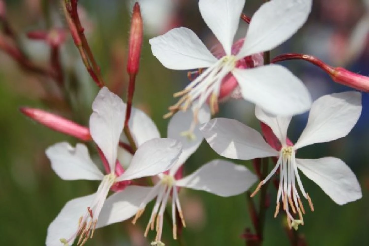 Pastellbeet (Ein Beet Zum Hineinkuscheln) 16 Pastellbeet (Ein Beet Zum Hineinkuscheln) – Bild 14