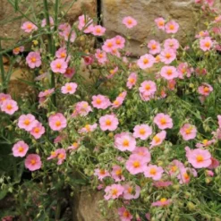 Pastellbeet (Ein Beet Zum Hineinkuscheln) 37 Pastellbeet (Ein Beet Zum Hineinkuscheln) -Gartenpflanzen Verkaufsladen 2001010 Pastellbeet Ein 20Beet 20zum 20Hineinkuscheln 16