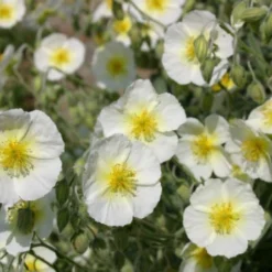 Pastellbeet (Ein Beet Zum Hineinkuscheln) 38 Pastellbeet (Ein Beet Zum Hineinkuscheln) -Gartenpflanzen Verkaufsladen 2001010 Pastellbeet Ein 20Beet 20zum 20Hineinkuscheln 17