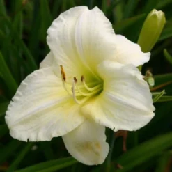 Pastellbeet (Ein Beet Zum Hineinkuscheln) 39 Pastellbeet (Ein Beet Zum Hineinkuscheln) -Gartenpflanzen Verkaufsladen 2001010 Pastellbeet Ein 20Beet 20zum 20Hineinkuscheln 18