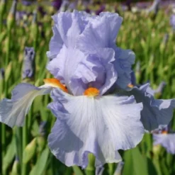 Pastellbeet (Ein Beet Zum Hineinkuscheln) 40 Pastellbeet (Ein Beet Zum Hineinkuscheln) -Gartenpflanzen Verkaufsladen 2001010 Pastellbeet Ein 20Beet 20zum 20Hineinkuscheln 19