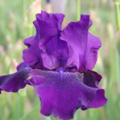 Pastellbeet (Ein Beet Zum Hineinkuscheln) 41 Pastellbeet (Ein Beet Zum Hineinkuscheln) -Gartenpflanzen Verkaufsladen 2001010 Pastellbeet Ein 20Beet 20zum 20Hineinkuscheln 20