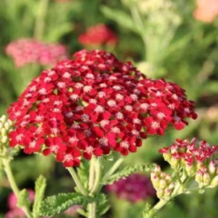 Pastellbeet (Ein Beet Zum Hineinkuscheln) 24 Pastellbeet (Ein Beet Zum Hineinkuscheln) -Gartenpflanzen Verkaufsladen 2001010 Pastellbeet Ein 20Beet 20zum 20Hineinkuscheln 3