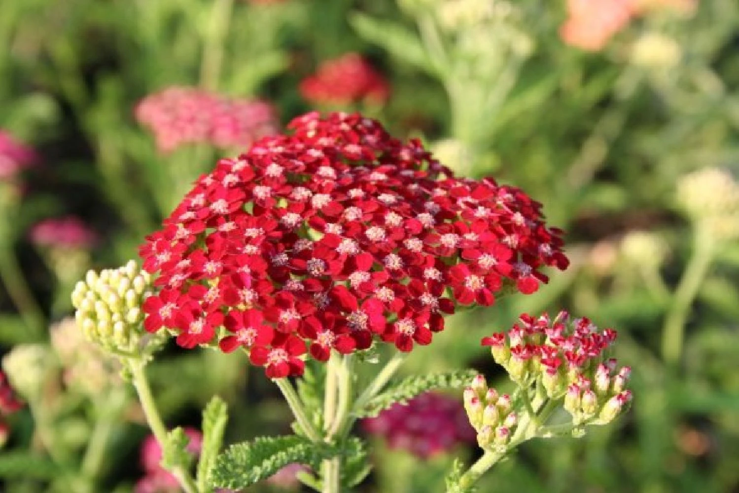 Pastellbeet (Ein Beet Zum Hineinkuscheln) 5 Pastellbeet (Ein Beet Zum Hineinkuscheln) – Bild 3