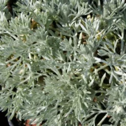 Pastellbeet (Ein Beet Zum Hineinkuscheln) 25 Pastellbeet (Ein Beet Zum Hineinkuscheln) -Gartenpflanzen Verkaufsladen 2001010 Pastellbeet Ein 20Beet 20zum 20Hineinkuscheln 4