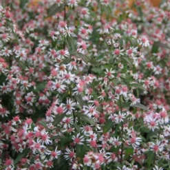 Pastellbeet (Ein Beet Zum Hineinkuscheln) 26 Pastellbeet (Ein Beet Zum Hineinkuscheln) -Gartenpflanzen Verkaufsladen 2001010 Pastellbeet Ein 20Beet 20zum 20Hineinkuscheln 5
