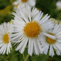 Pastellbeet (Ein Beet Zum Hineinkuscheln) 28 Pastellbeet (Ein Beet Zum Hineinkuscheln) -Gartenpflanzen Verkaufsladen 2001010 Pastellbeet Ein 20Beet 20zum 20Hineinkuscheln 7
