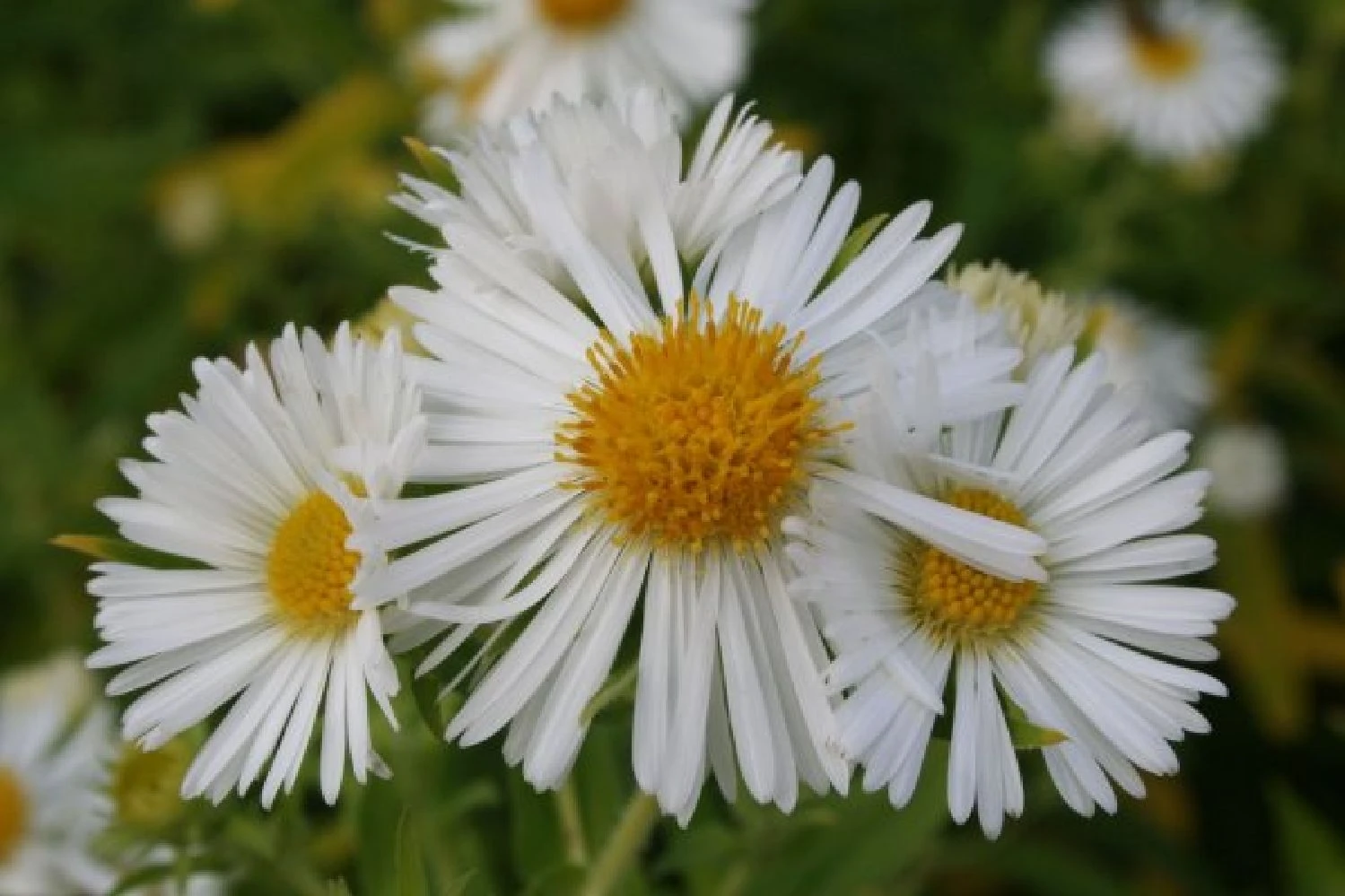 Pastellbeet (Ein Beet Zum Hineinkuscheln) 9 Pastellbeet (Ein Beet Zum Hineinkuscheln) – Bild 7
