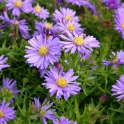 Pastellbeet (Ein Beet Zum Hineinkuscheln) 29 Pastellbeet (Ein Beet Zum Hineinkuscheln) -Gartenpflanzen Verkaufsladen 2001010 Pastellbeet Ein 20Beet 20zum 20Hineinkuscheln 8