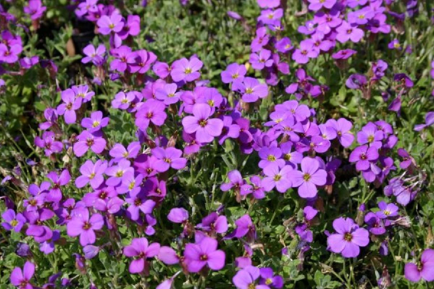 Pastellbeet (Ein Beet Zum Hineinkuscheln) 11 Pastellbeet (Ein Beet Zum Hineinkuscheln) – Bild 9