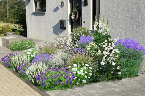 Blaue Welle (Das Klassisch-elegante Beet In Blau Und Weiß) 2 Blaue Welle (Das Klassisch-elegante Beet In Blau Und Weiß) -Gartenpflanzen Verkaufsladen 2001011 Blaue 20Welle Das 20klassisch elegante 20Beet 20in 20Blau 20und 20Weiss 1