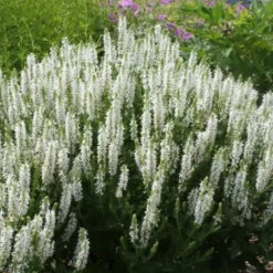 Blaue Welle (Das Klassisch-elegante Beet In Blau Und Weiß) -Gartenpflanzen Verkaufsladen 2001011 Blaue 20Welle Das 20klassisch elegante 20Beet 20in 20Blau 20und 20Weiss 13