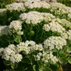 Blaue Welle (Das Klassisch-elegante Beet In Blau Und Weiß) -Gartenpflanzen Verkaufsladen 2001011 Blaue 20Welle Das 20klassisch elegante 20Beet 20in 20Blau 20und 20Weiss 14