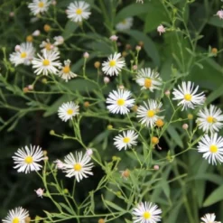 Blaue Welle (Das Klassisch-elegante Beet In Blau Und Weiß) -Gartenpflanzen Verkaufsladen 2001011 Blaue 20Welle Das 20klassisch elegante 20Beet 20in 20Blau 20und 20Weiss 5