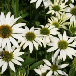 Blaue Welle (Das Klassisch-elegante Beet In Blau Und Weiß) -Gartenpflanzen Verkaufsladen 2001011 Blaue 20Welle Das 20klassisch elegante 20Beet 20in 20Blau 20und 20Weiss 7