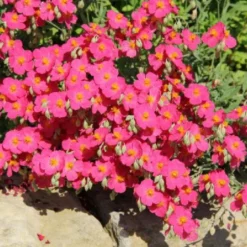 Sonniges Willkommen (Idee Für Den Vorgarten) -Gartenpflanzen Verkaufsladen 2001049 Sonniges 20Willkommen Idee 20fuer 20den 20Vorgarten 10