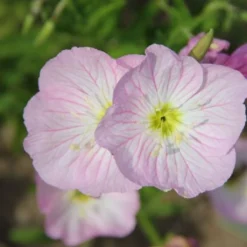 Sonniges Willkommen (Idee Für Den Vorgarten) -Gartenpflanzen Verkaufsladen 2001049 Sonniges 20Willkommen Idee 20fuer 20den 20Vorgarten 11