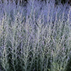 Sonniges Willkommen (Idee Für Den Vorgarten) -Gartenpflanzen Verkaufsladen 2001049 Sonniges 20Willkommen Idee 20fuer 20den 20Vorgarten 14