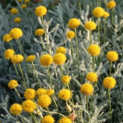 Sonniges Willkommen (Idee Für Den Vorgarten) -Gartenpflanzen Verkaufsladen 2001049 Sonniges 20Willkommen Idee 20fuer 20den 20Vorgarten 15