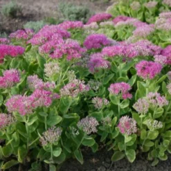 Sonniges Willkommen (Idee Für Den Vorgarten) -Gartenpflanzen Verkaufsladen 2001049 Sonniges 20Willkommen Idee 20fuer 20den 20Vorgarten 16