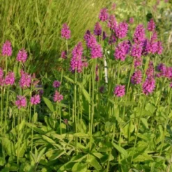 Sonniges Willkommen (Idee Für Den Vorgarten) -Gartenpflanzen Verkaufsladen 2001049 Sonniges 20Willkommen Idee 20fuer 20den 20Vorgarten 17