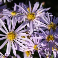 Sonniges Willkommen (Idee Für Den Vorgarten) -Gartenpflanzen Verkaufsladen 2001049 Sonniges 20Willkommen Idee 20fuer 20den 20Vorgarten 3