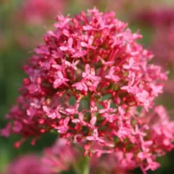 Sonniges Willkommen (Idee Für Den Vorgarten) -Gartenpflanzen Verkaufsladen 2001049 Sonniges 20Willkommen Idee 20fuer 20den 20Vorgarten 5