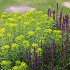 Sonniges Willkommen (Idee Für Den Vorgarten) -Gartenpflanzen Verkaufsladen 2001049 Sonniges 20Willkommen Idee 20fuer 20den 20Vorgarten 7