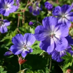 Sonniges Willkommen (Idee Für Den Vorgarten) -Gartenpflanzen Verkaufsladen 2001049 Sonniges 20Willkommen Idee 20fuer 20den 20Vorgarten 9