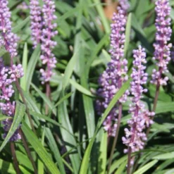 Edler Empfang (Idee Für Den Vorgarten) -Gartenpflanzen Verkaufsladen 2001050 Edler 20Empfang Idee 20fuer 20den 20Vorgarten 11