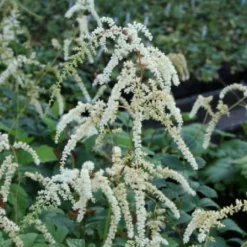 Edler Empfang (Idee Für Den Vorgarten) -Gartenpflanzen Verkaufsladen 2001050 Edler 20Empfang Idee 20fuer 20den 20Vorgarten 4