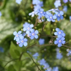 Edler Empfang (Idee Für Den Vorgarten) -Gartenpflanzen Verkaufsladen 2001050 Edler 20Empfang Idee 20fuer 20den 20Vorgarten 6