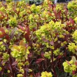 Edler Empfang (Idee Für Den Vorgarten) -Gartenpflanzen Verkaufsladen 2001050 Edler 20Empfang Idee 20fuer 20den 20Vorgarten 8