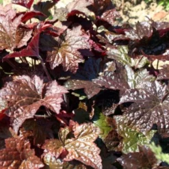 Edler Empfang (Idee Für Den Vorgarten) -Gartenpflanzen Verkaufsladen 2001050 Edler 20Empfang Idee 20fuer 20den 20Vorgarten 9