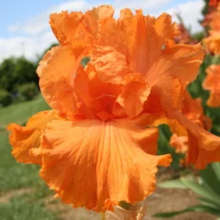 Iris Barbata-Elatior 'Coup De Soleil' (Hohe Bartschwertlilie)