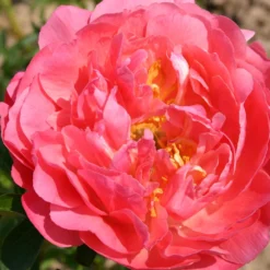 Paeonia Lactiflora 'Coral Sunset' (Staudenpfingstrose)