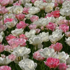 Tulpenmischung 'Rosa Wolke' (Garten-Tulpenmischung)