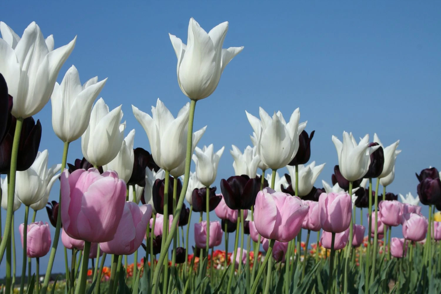 Tulpenmischung 'Kühle Diva' (Garten-Tulpenmischung) 3 Tulpenmischung 'Kühle Diva' (Garten-Tulpenmischung)