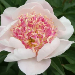 Paeonia Lactiflora 'Do Tell' (Staudenpfingstrose)