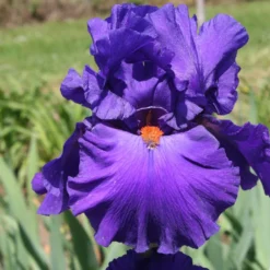 Iris Barbata-Elatior 'Paul Black' (Hohe Bartschwertlilie)