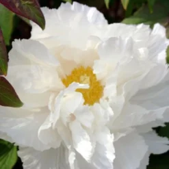 Fernöstlicher Traum (Ein Hauch Von Japan Im Eigenen Garten) -Gartenpflanzen Verkaufsladen 2001632 Fernoestlicher 20Traum Ein 20Hauch 20von 20Japan 20im 20eigenen 20Garten 13