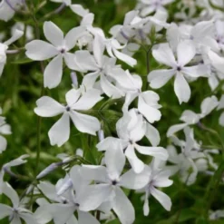Fernöstlicher Traum (Ein Hauch Von Japan Im Eigenen Garten) -Gartenpflanzen Verkaufsladen 2001632 Fernoestlicher 20Traum Ein 20Hauch 20von 20Japan 20im 20eigenen 20Garten 14