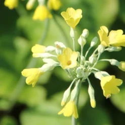 Fernöstlicher Traum (Ein Hauch Von Japan Im Eigenen Garten) -Gartenpflanzen Verkaufsladen 2001632 Fernoestlicher 20Traum Ein 20Hauch 20von 20Japan 20im 20eigenen 20Garten 15