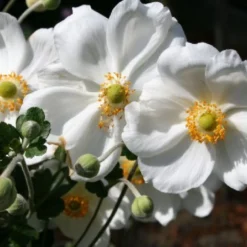 Fernöstlicher Traum (Ein Hauch Von Japan Im Eigenen Garten) -Gartenpflanzen Verkaufsladen 2001632 Fernoestlicher 20Traum Ein 20Hauch 20von 20Japan 20im 20eigenen 20Garten 4