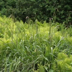 Fernöstlicher Traum (Ein Hauch Von Japan Im Eigenen Garten) -Gartenpflanzen Verkaufsladen 2001632 Fernoestlicher 20Traum Ein 20Hauch 20von 20Japan 20im 20eigenen 20Garten 5