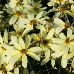 Fernöstlicher Traum (Ein Hauch Von Japan Im Eigenen Garten) -Gartenpflanzen Verkaufsladen 2001632 Fernoestlicher 20Traum Ein 20Hauch 20von 20Japan 20im 20eigenen 20Garten 6