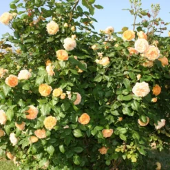 Rose 'Crown Princess Margareta' (Englische Rose)