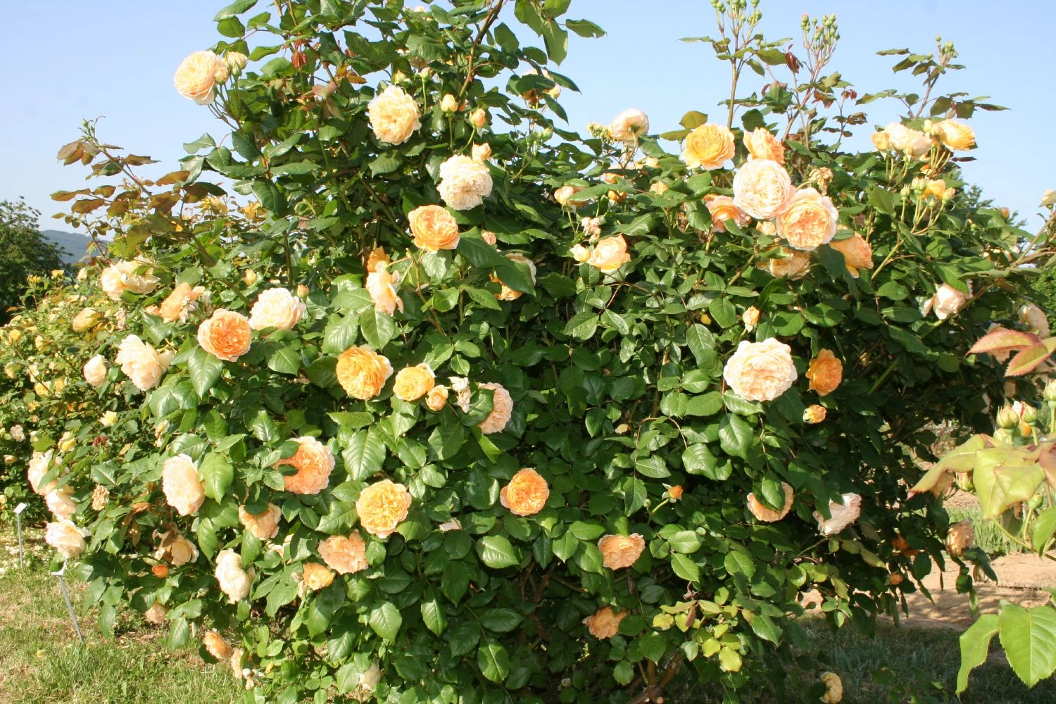 Rose 'Crown Princess Margareta' (Englische Rose) 3 Rose 'Crown Princess Margareta' (Englische Rose)