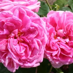Rose 'Gertrude Jekyll' (Englische Rose)